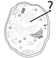 тест по биологии Строение растительной и животной клеток 1 вариант 7 задание