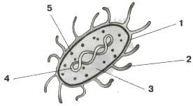 Части бактерии