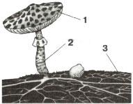 Части гриба
